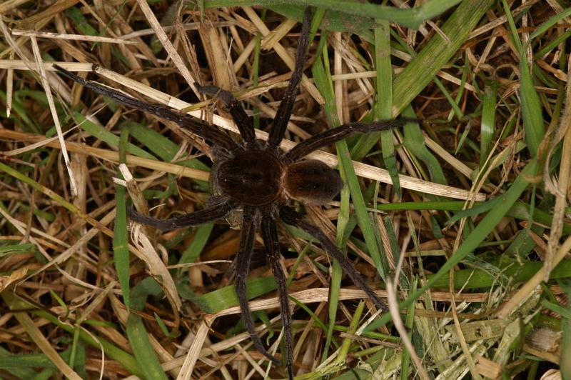 Dolomedes_plantarius_D5146_Z_89_Canal du Nivernais_Frankrijk.jpg